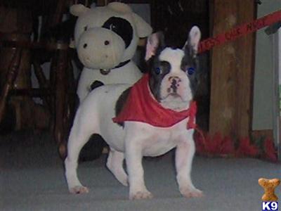 AKC French Bulldog- Jacks
