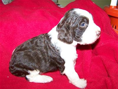 AKC Liver  White Springer Spaniel puppy