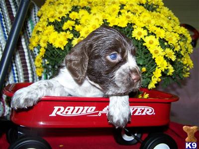 English Springer Spaniel pups