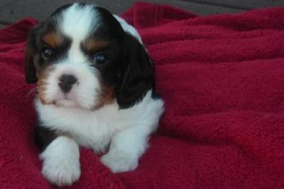 Champion Sired Cavalier King Charles Spaniel