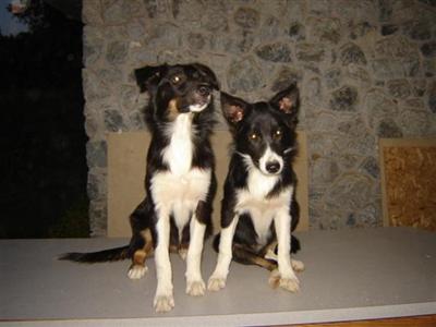 border collie puppies