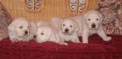 AKC English Cream Golden Retriever Puppies