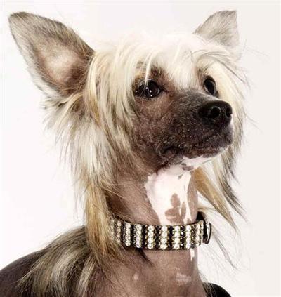 AKC Proven Sable male Luke Skywalker