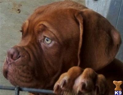 AKC Dogue de Bordeaux Puppies