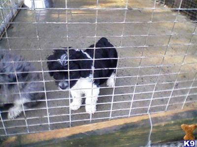 miniature Aussiepoo female puppy