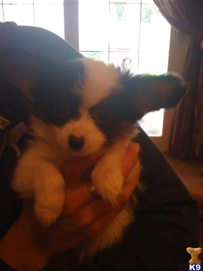 Papillon Puppies for sale