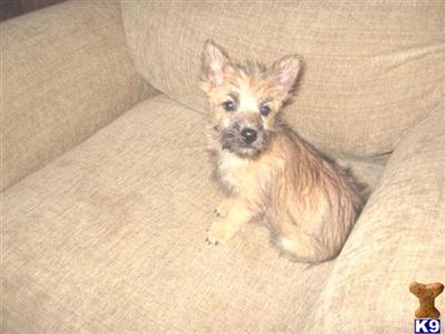 Handsome Norwich Puppy