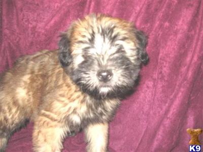 Fun-Loving Wheaten puppy