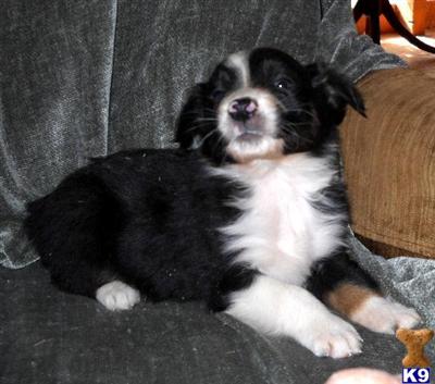 Quality Black Tri female Aussie Puppy 