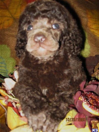 Poodles in Ohio AKC Standard Brown