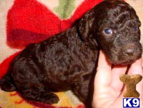 Poodles in Ohio AKC Standard Brown