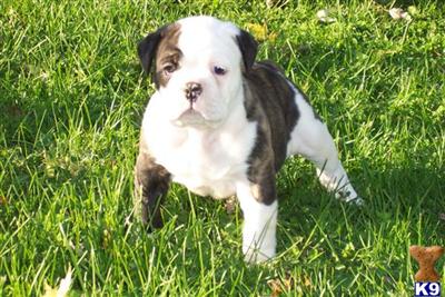 NICE LITTER OF BULLDOGGE PUPPIES