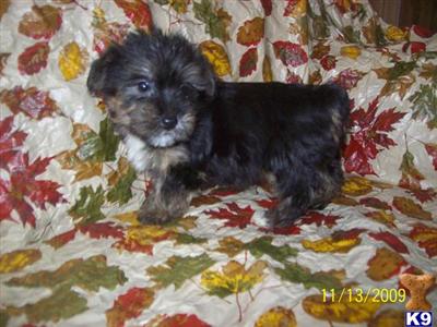 ONLY ONE GORGEOUS YORKIE POO PUPPY LEFT