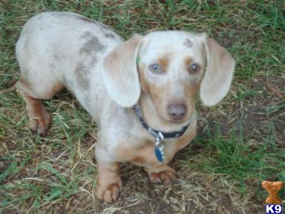 Lemmy Mini Dachshund 