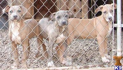 UKC 75 GOTTI W/ TOUCH OF WATCHDOG / EDGE BLUES