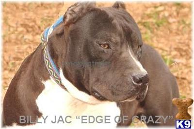 Billy Jac Edge of Crazy