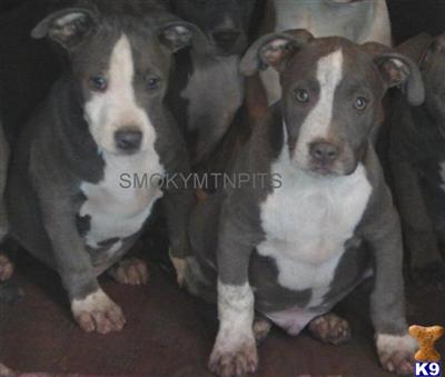 UKC 98 PERCENT GOTTILINE 2 PERCENT EDGE BLUES