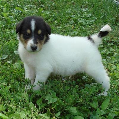 Normal-eyed pups are here