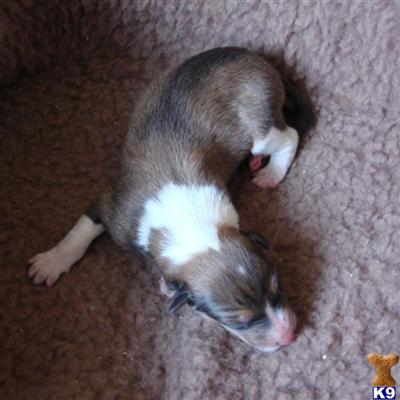 Non-carrier pups