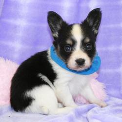 Bettys Puppies