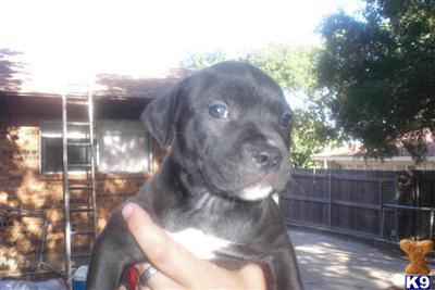 Cute American Pit Bull puppies 