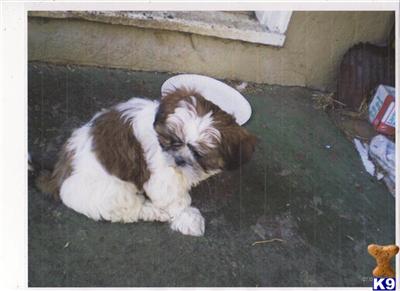 AKC Shih Tzu Babies