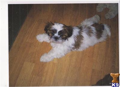 AKC Shih Tzu Babies 