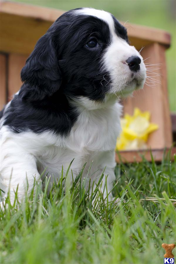 Black Springer Spaniel