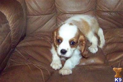 Cavalier King Charles, Akc reg