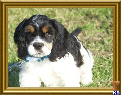 AKC  American Cocker Spaniles