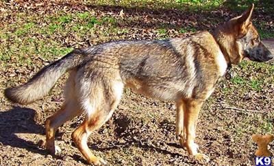 TOP LINE  WORKING SABLE  PUPS COMING FOR CHRISTMAS - WORLD AND NATIONAL WINNERS DOESNT GET ANY BETTER THAN THESE