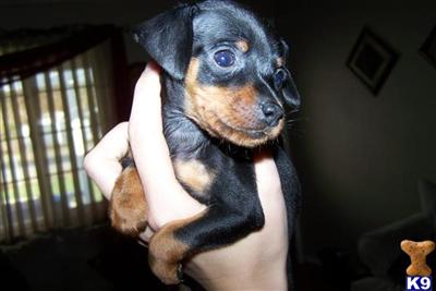 Registered, TINY Min Pin Puppy
