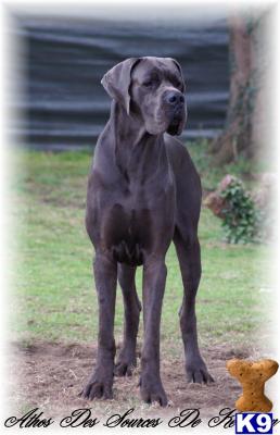 Dunstan De La Lande Des Geants Bleus STUD FEE 2,500