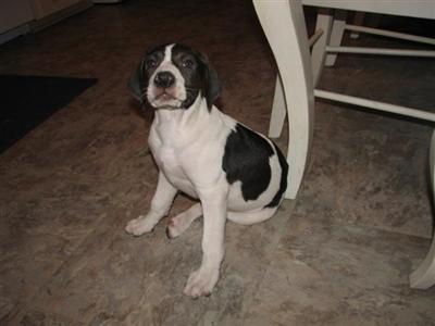 Crawdad Catahoula Pups Available