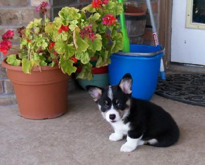 Female Pup-4 AKC Born 6/21/08