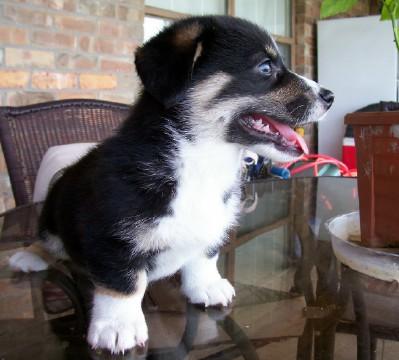 Male Pup AKC Litter Born June 21 2008