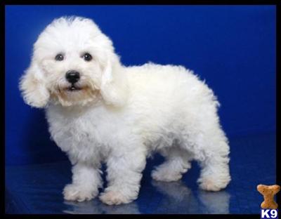 Male Bichon Poodle 0705-3M