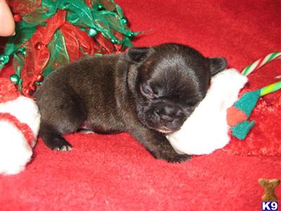 Christmas PUPPIES Family Raised 