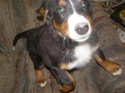 Female Bernese Mountain Dog