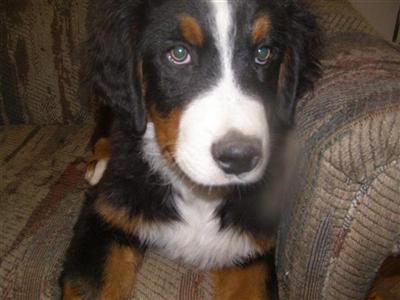 Male AKC Bernese Mountain Dog