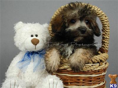 Poo-Chon for sale