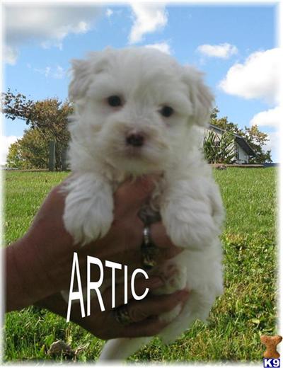 Havanese for sale