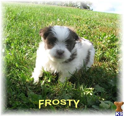 Havanese for sale