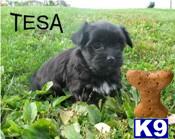 Havanese for sale