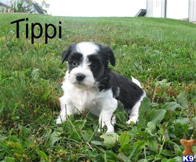 Havanese for sale