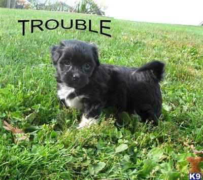 Havanese for sale