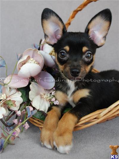Papillon-Chihuahua