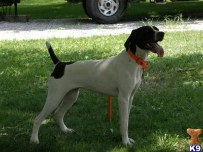 German Pointer-Maxey