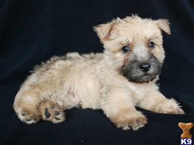 Cairn Terrier