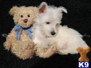 Westies